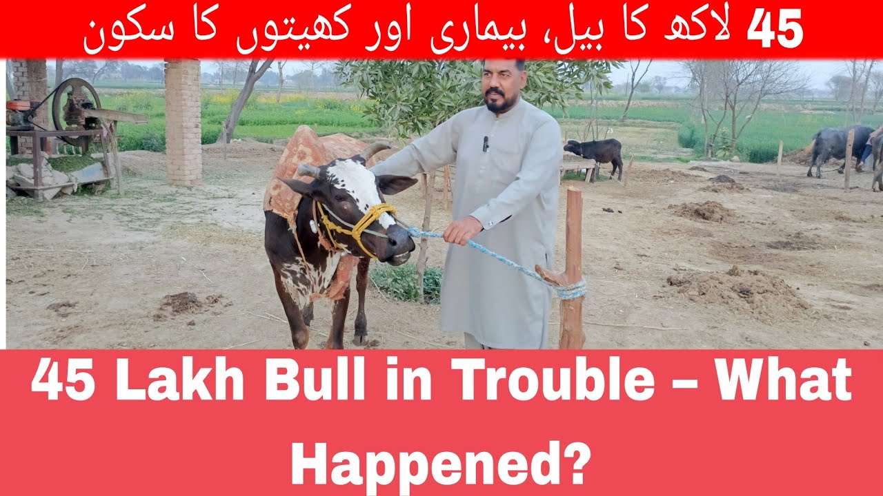 45 لاکھ کا بیل، بیماری اور کھیتوں کا سکون||45 Lakh Bull in Trouble – What Happened?