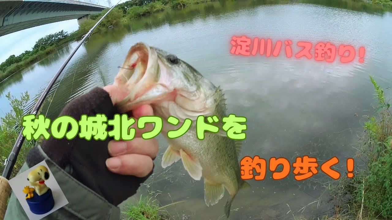 【淀川バス釣り】秋風そよぐ城北ワンドでバスを追う！淀川のリアルをお届け！