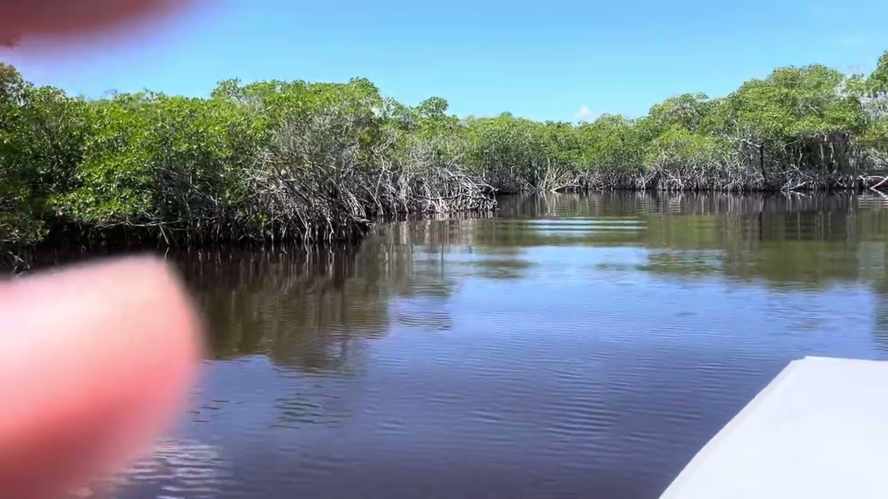 Everglades Airboat through the mangroves 