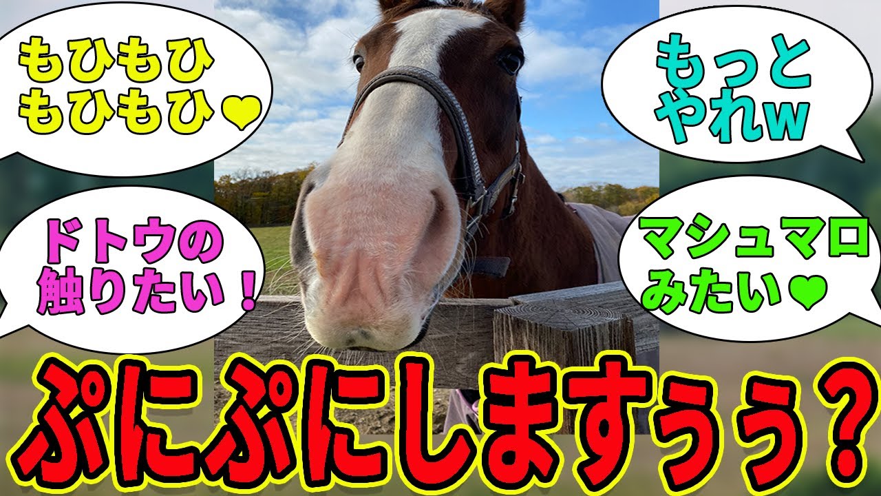 【メイショウドトウ】ぷにぷにお鼻かわいいですか!?に対するみんなの反応集【競馬の反応集】