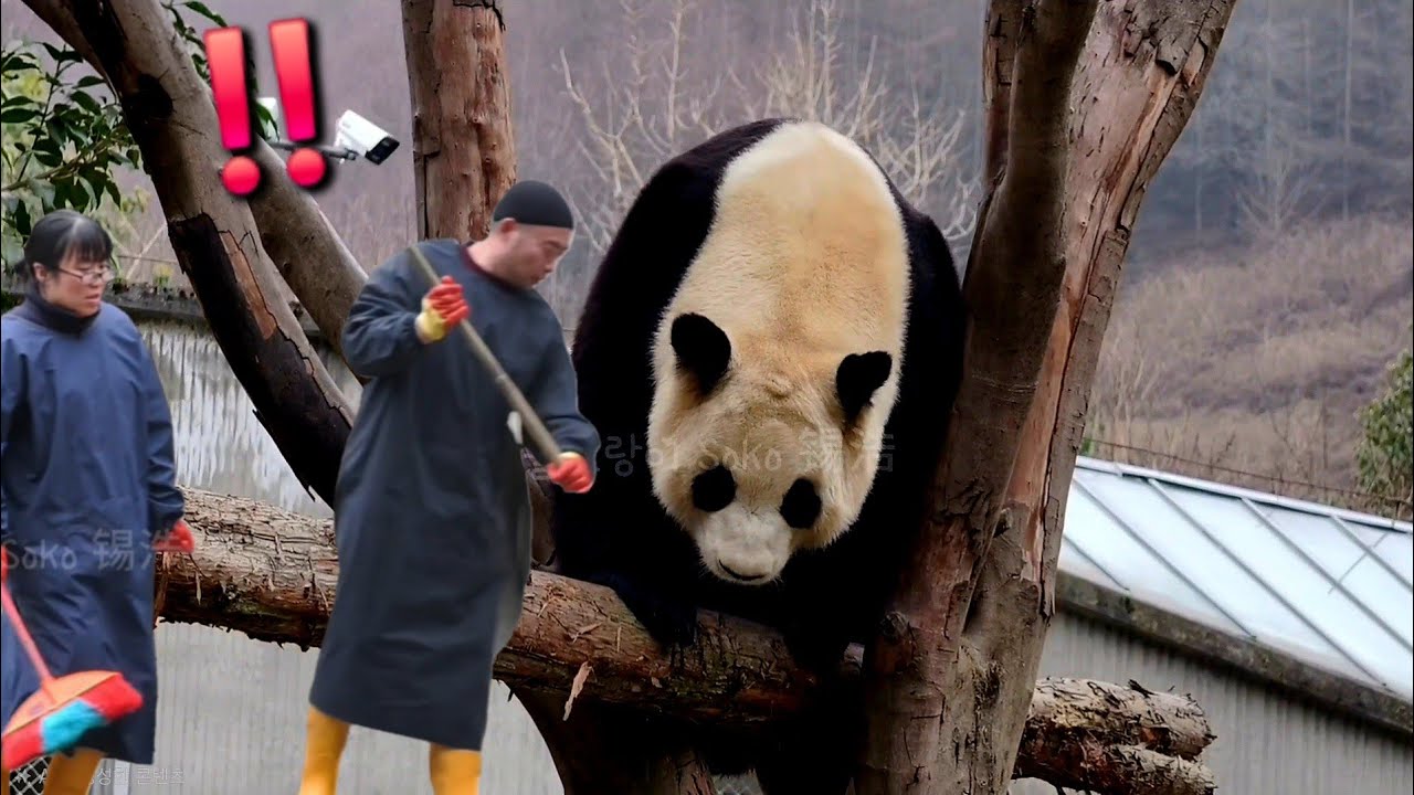 푸야 머리의 이쁜 뿔 보고 감탄 하신 사육사님들~!? | 1월 29일 오후(푸바오 실시간) Panda Fubao