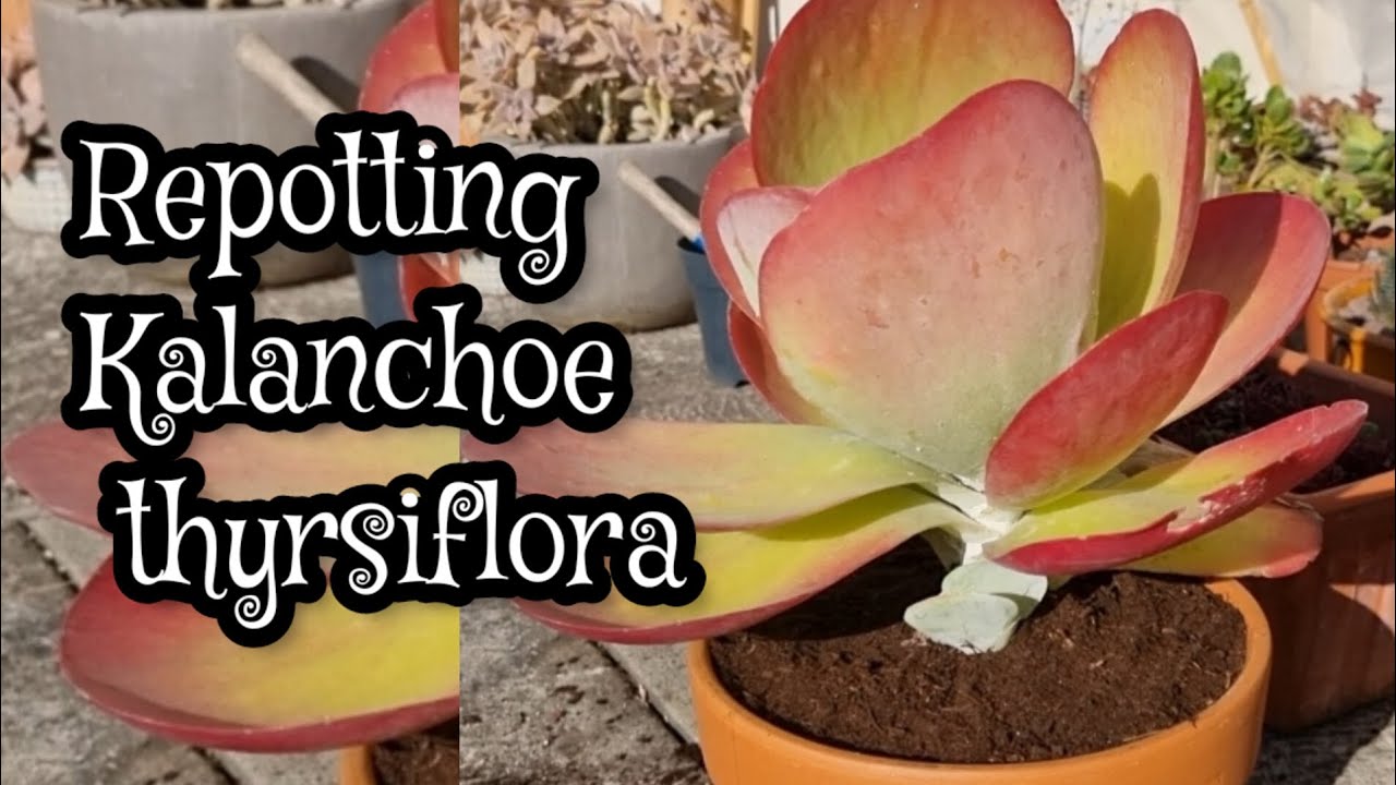 Kalanchoe thyrsiflora repotting #succulentlover #kalanchoe #succulents
