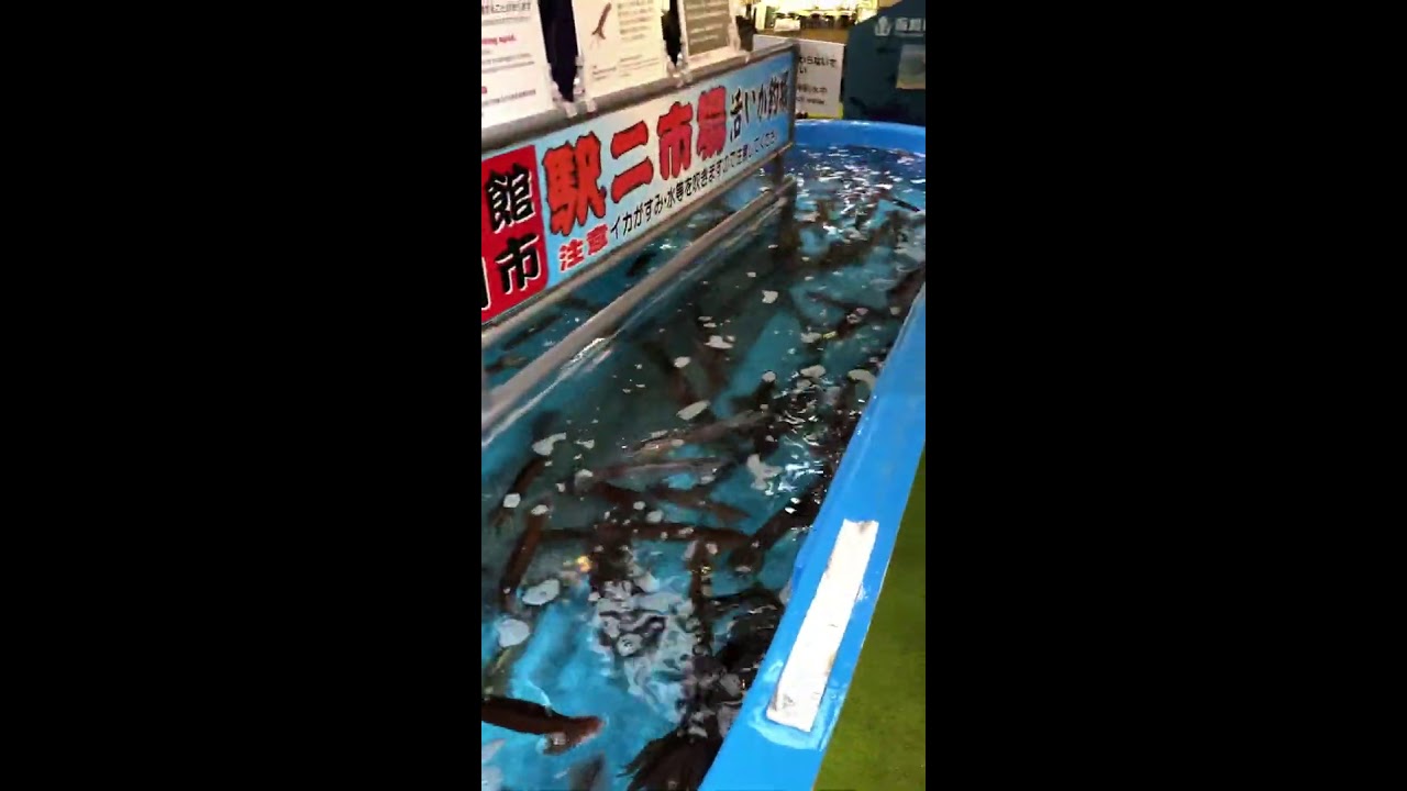 Live Squid at Hakodate Hokkaido Japan - Morning Market Adventure