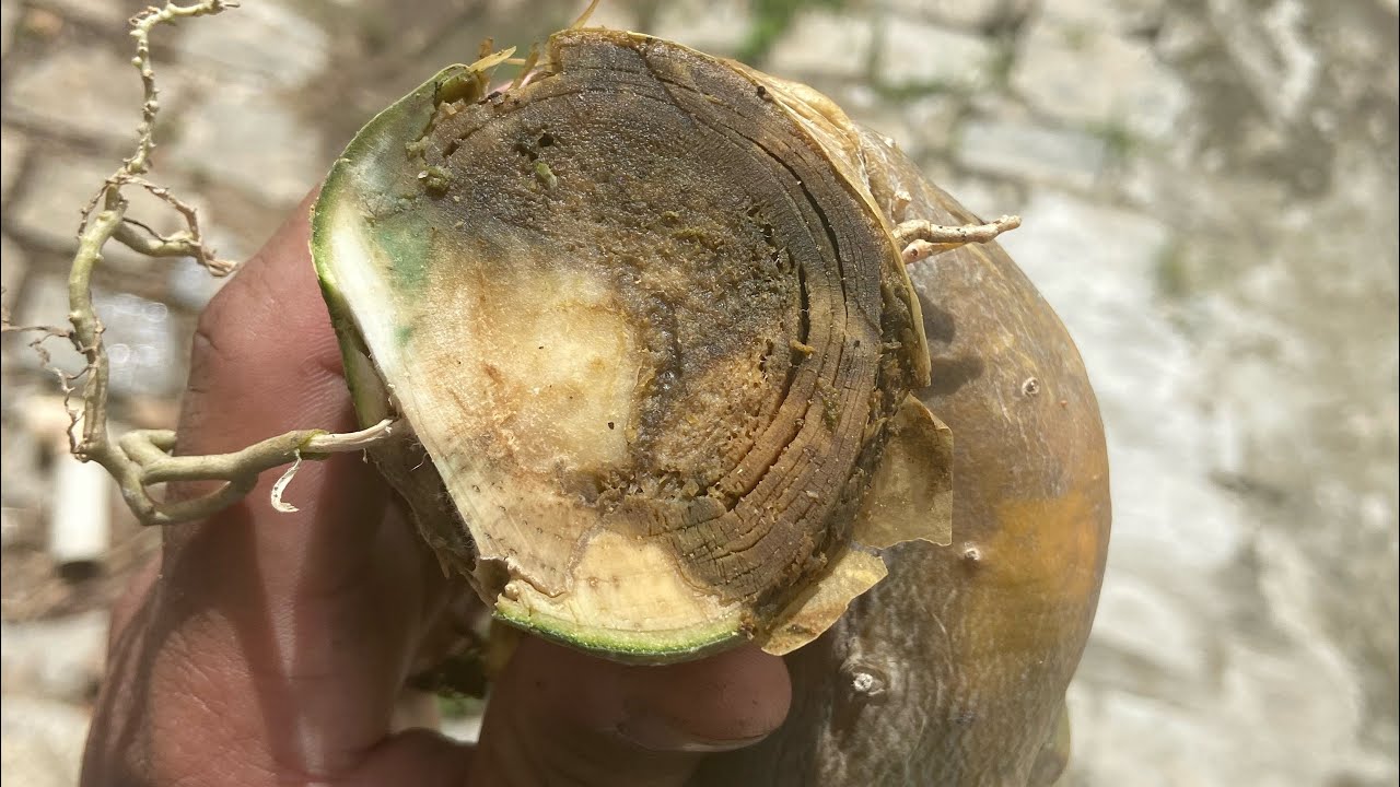 Como salvar rosa do deserto gigante de PODRIDÃO de raízes