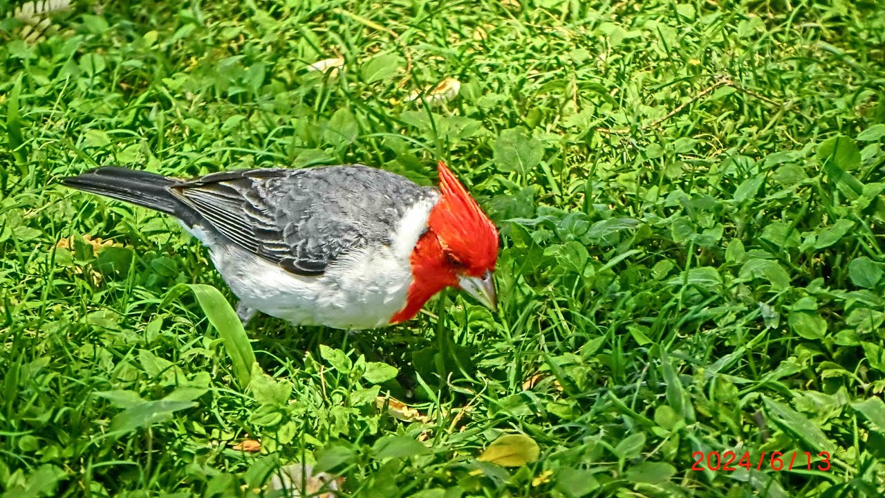 「ハワイ・オアフ島に生息する野鳥：リメイク」/ Wild Birds of Oahu ：Remake @ Hawaii