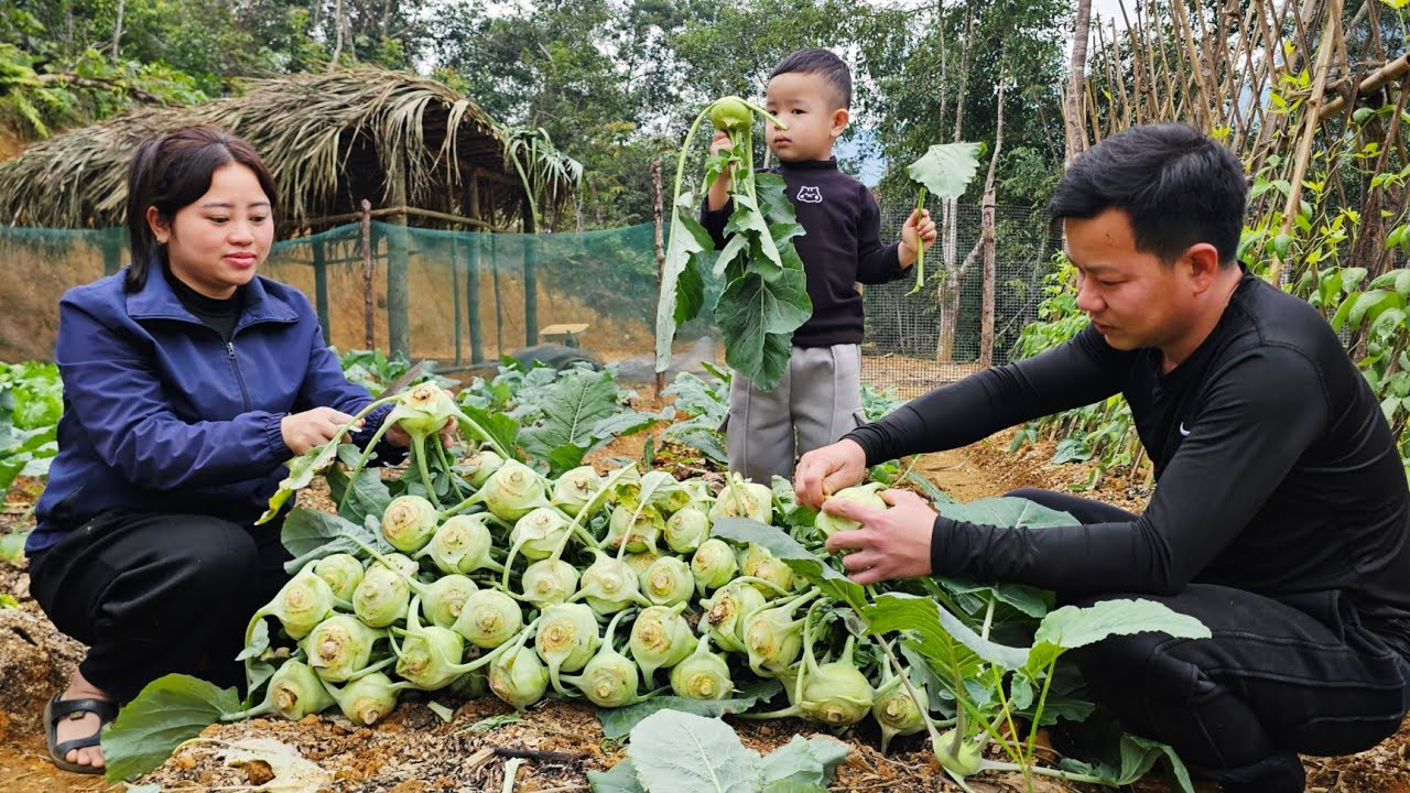 Harvest kohlrabi for sell, finish building the chicken coop- The beginning of a livestock bumper