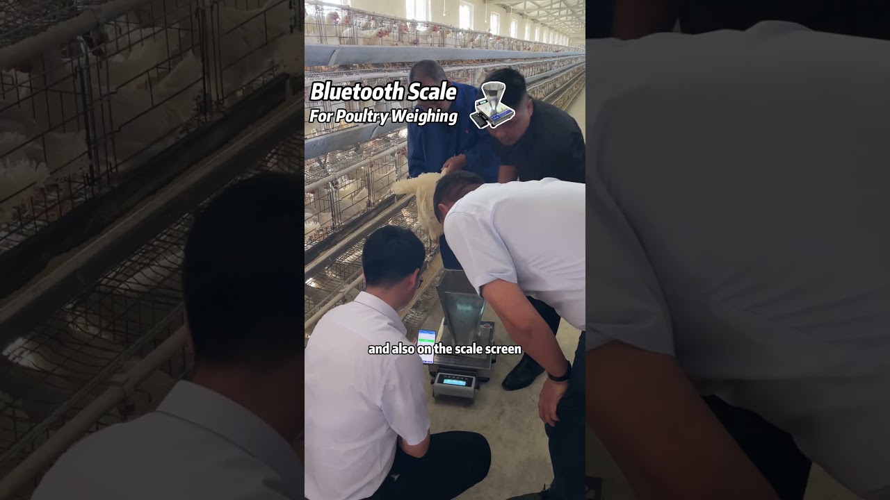 Smart Bluetooth scale for live poultry weighing 