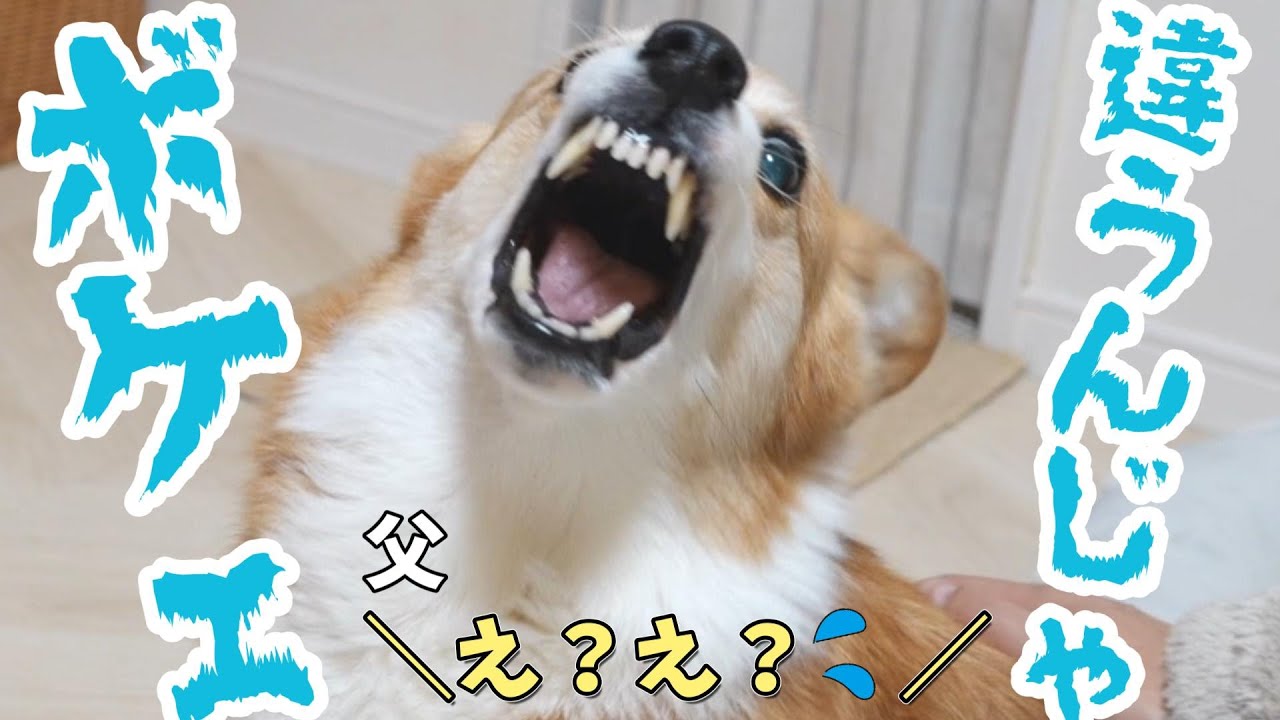 父の撫で方が悪くてブチギレるコーギー犬
