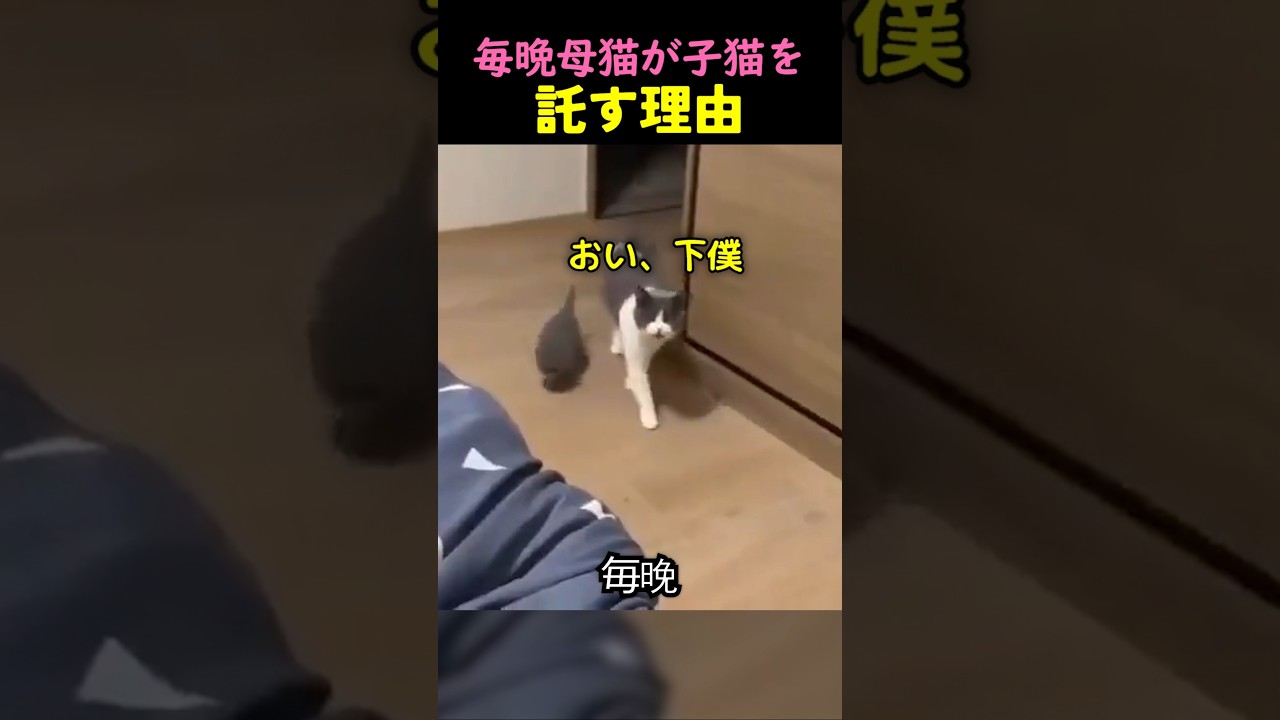❤️400万❤️母猫が子猫を飼い主に連れてくる理由