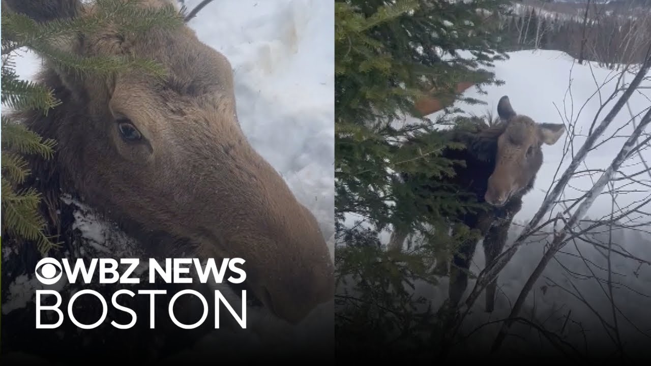 Snowmobile riders rescue moose trapped in snow in New Hampshire
