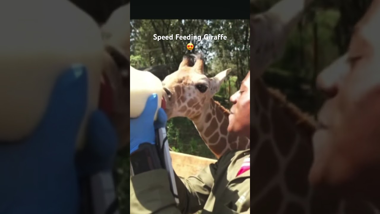 This Giraffe was adoring