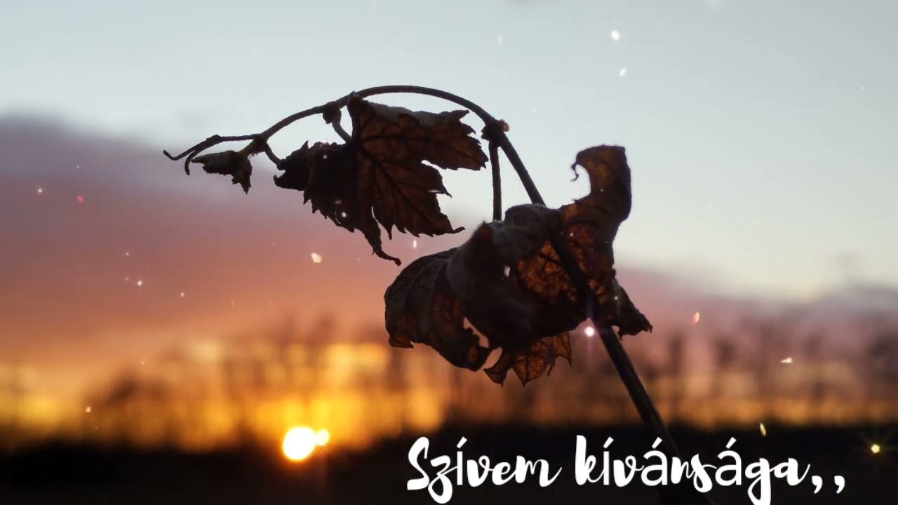 Szívem kívánsága,,  (Saját dalszöveg+AI zene ) 