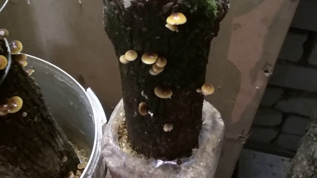 Опенок зимний  Фламмулина  Выращивание  Эксперимент  Часть 2