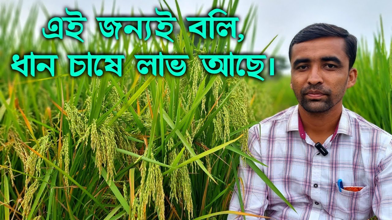 কিভাবে ধান চাষ করলে লাভবান হবেন? BAYER ARIZE 6444 GOLD ধানের মারাত্মক ফলন।