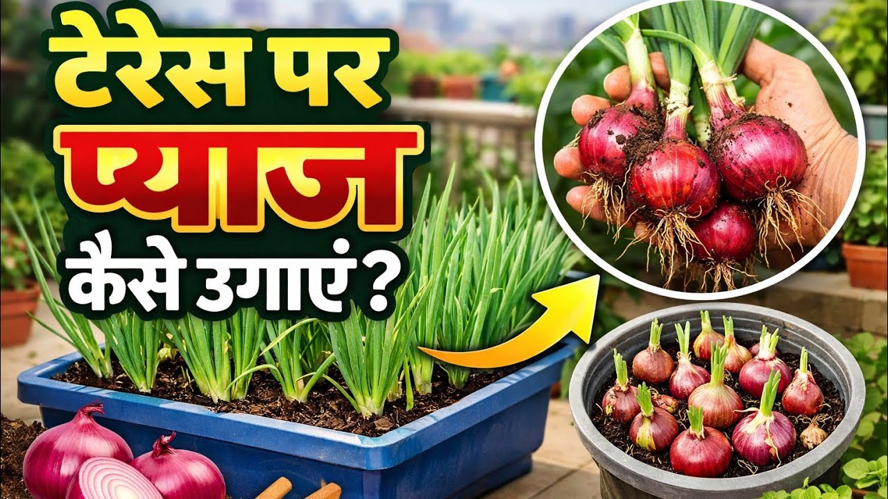 Terrace Pe Pyaz Kaise Ugaye | Ghar Par Onion Farming Step by Step @rainaterracegarden 