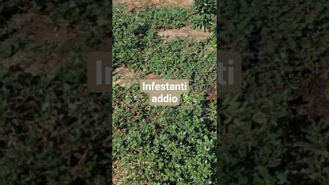 #Eliminare le #infestanti con il telo da #pacciamatura, faccio ordine e pulizia.