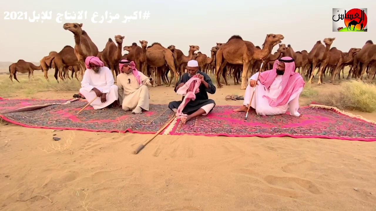 الحلقة الثانيه مع مالك الإبل / علي سالم الربعي الناشري من اكبر مزارع الانتاج للإبل في 1442