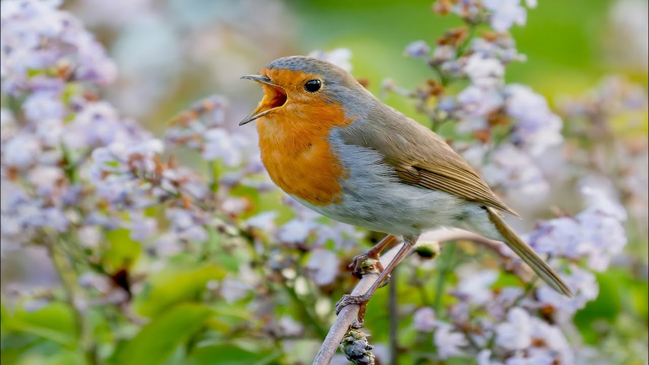 🦜Song of Birds-Birds Sounds | 5:32 Minutes