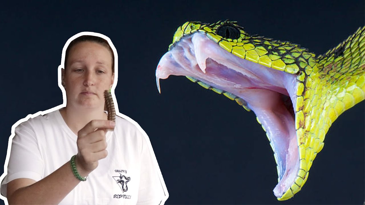 Sims Reviews Snake Bits || Snake Skin Snake Fangs Snake Rattle