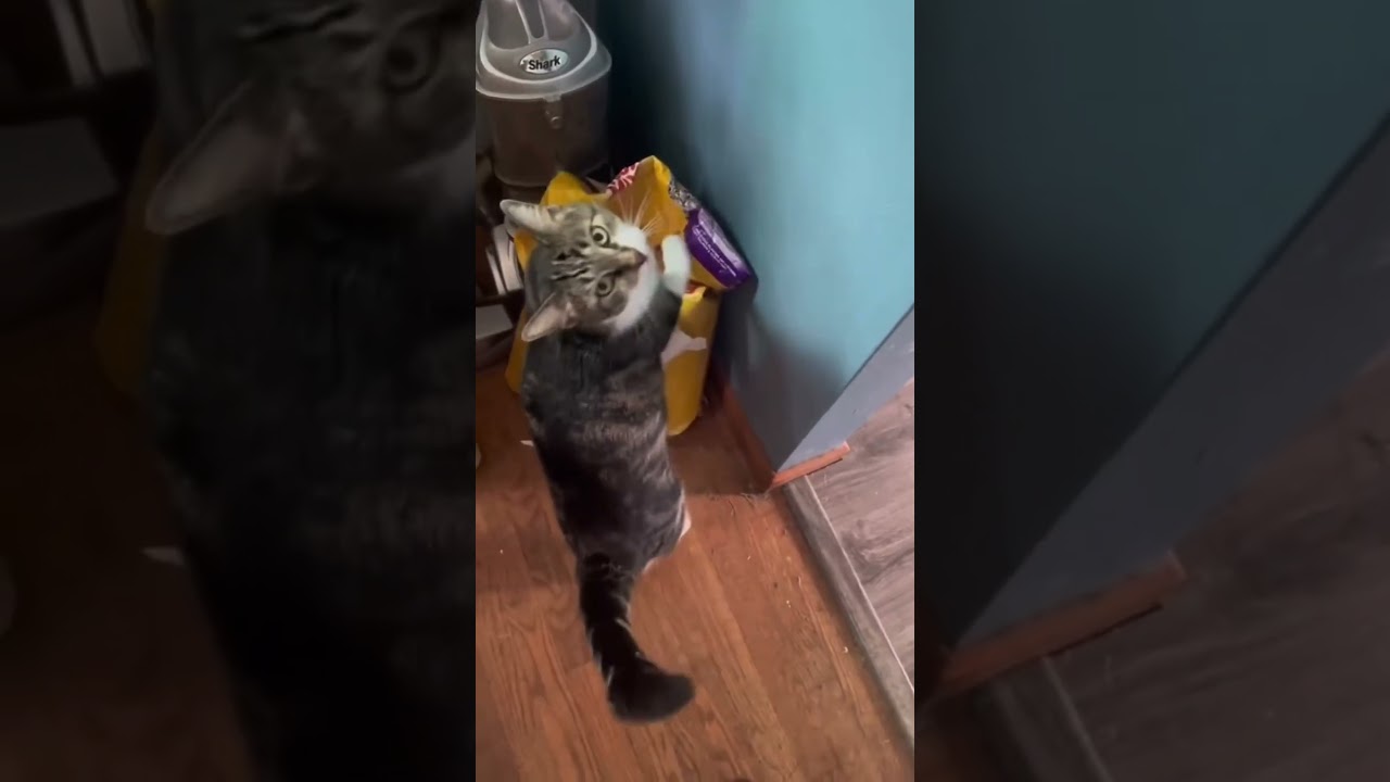 Эти коты невероятны 🤣 #shorts #funnycats #cute
