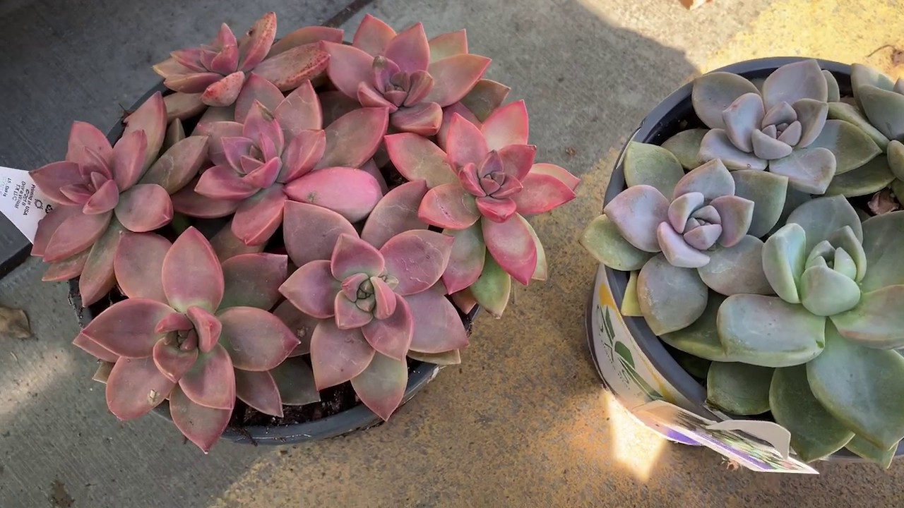 Lowes Succulent Shop With Me 03/26/2020