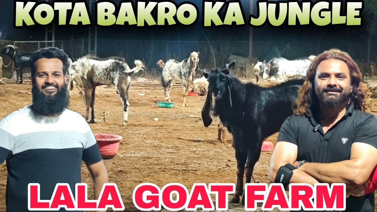 GARAM 🔥KOTA🔥MALVA🔥 BARBARA 🔥 AGGRESSIVE BAKRO KA JUNGLE AT LALA GOAT FARM 🐐 HAQSE BAKREBAAZ🐐💯♥️ LALA