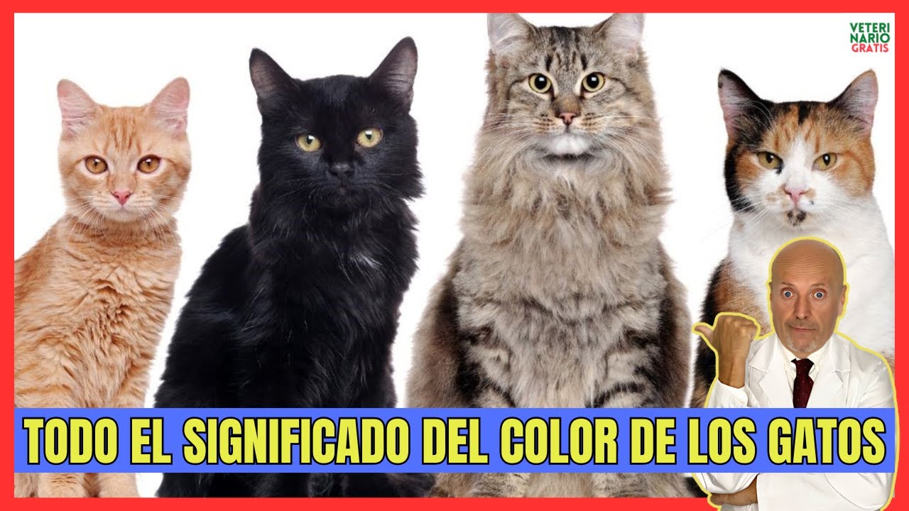 💝 SIGNIFICADO DEL COLOR DE LOS GATOS Y LAS DISTINTAS PERSONALIDADES DE LOS GATOS SEGÚN SU COLOR 💝
