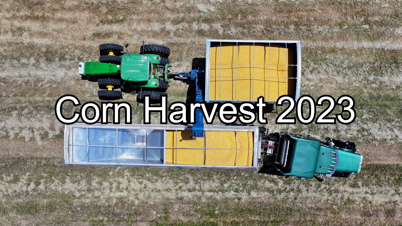 Corn Harvest 2023 in Texas Part 2 with John Deere and Peterbilt 379