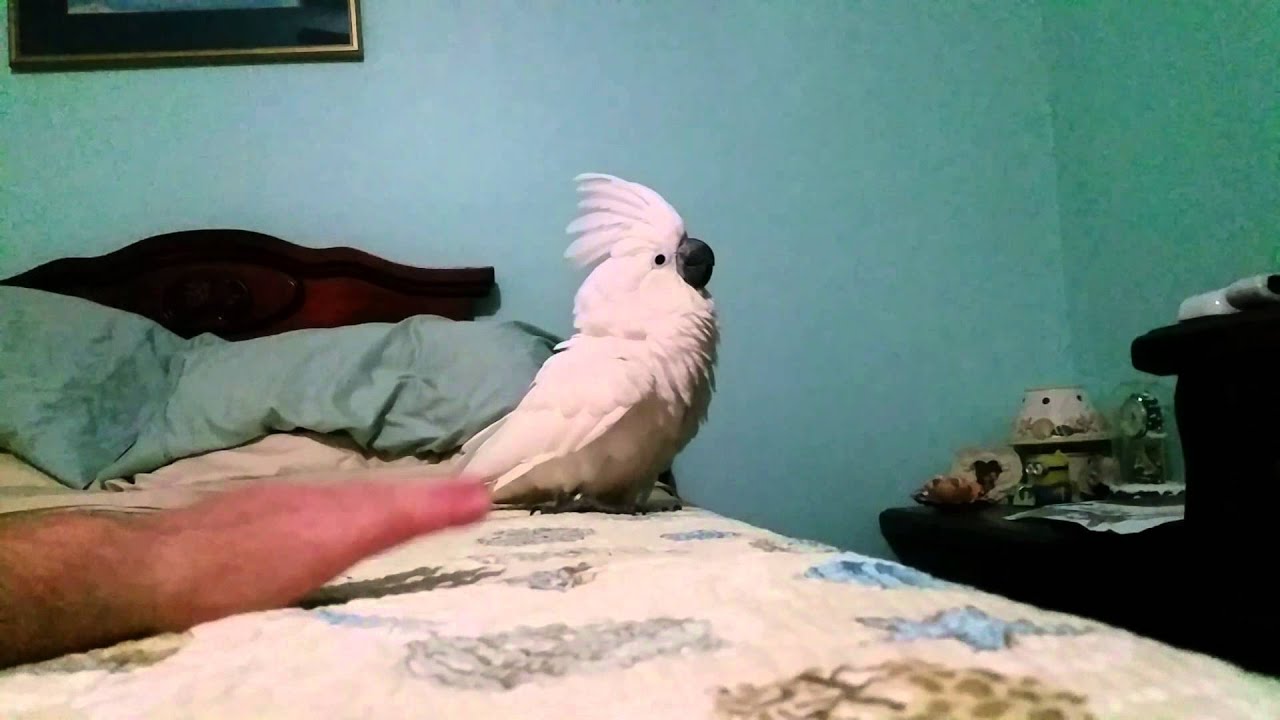 Onni, the very baby cockatoo