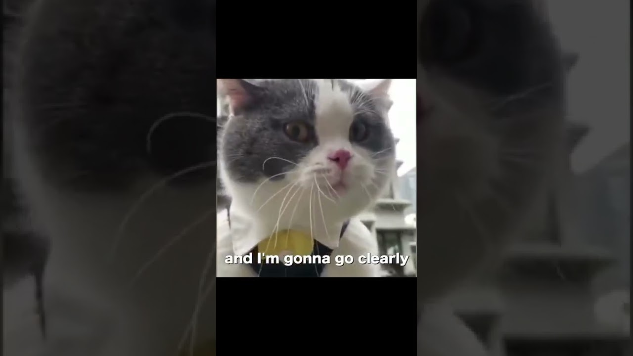 This cat has a message for you #shorts #2022
