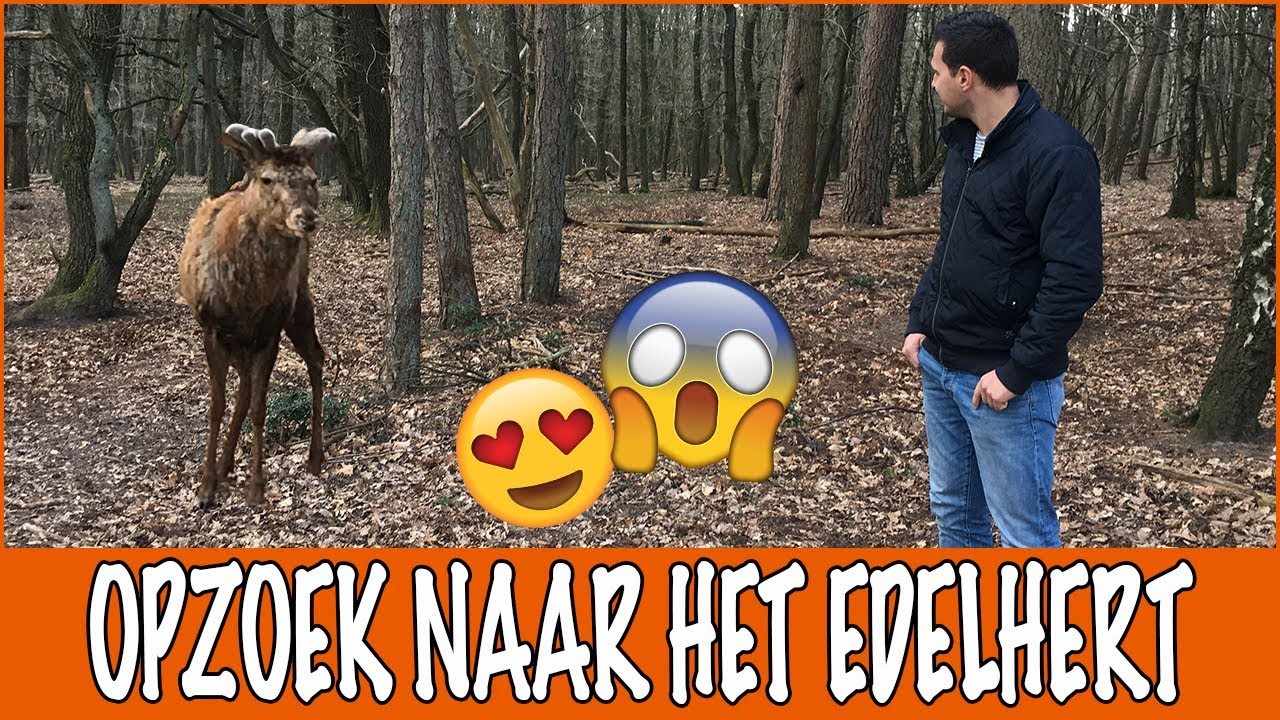 De Hoge Veluwe: opzoek naar het Edelhert! | DierenpraatTV