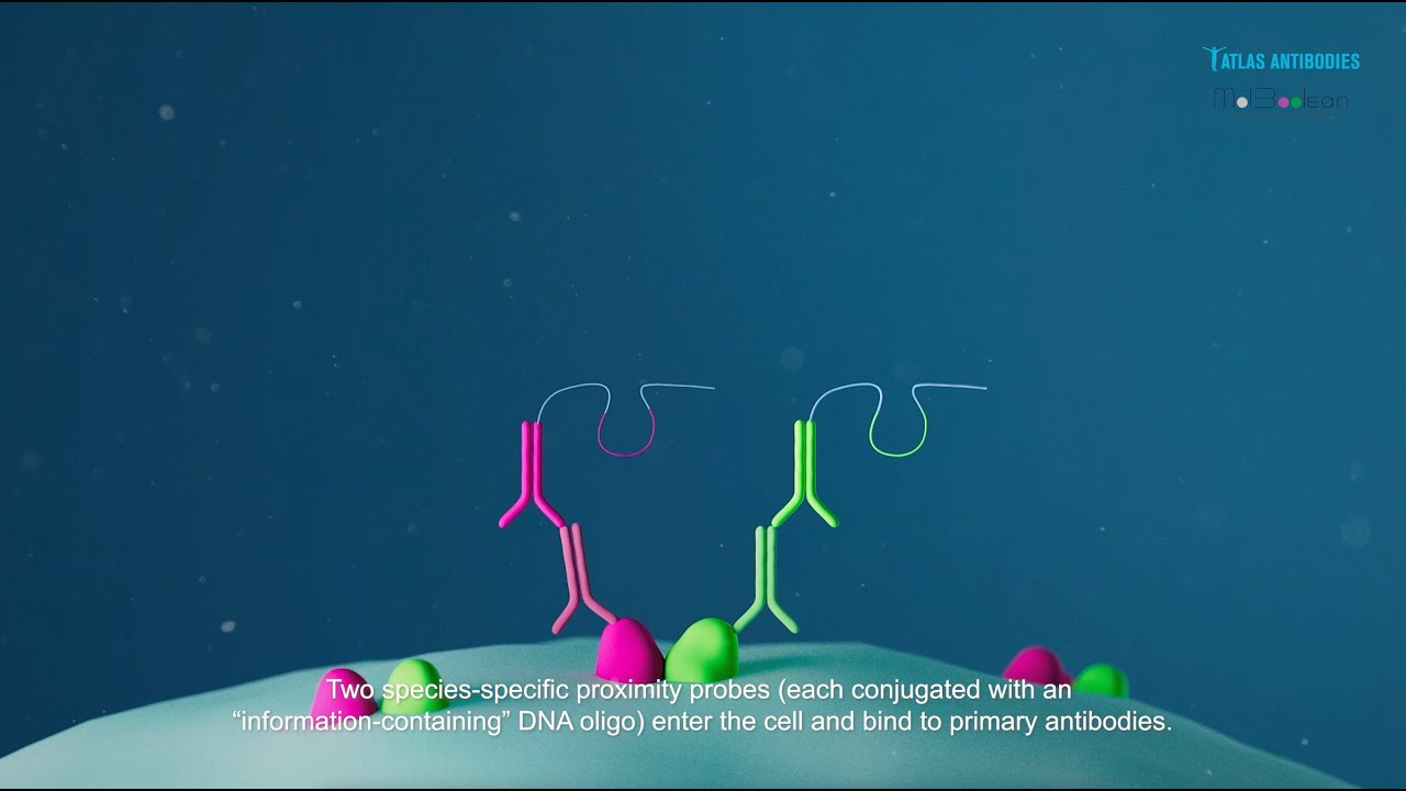 MolBoolean kit utilizes a series of unique molecular steps