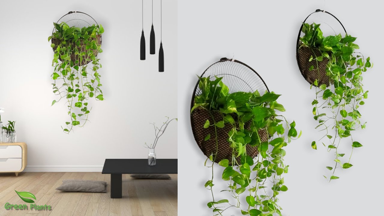 Money plant Wall Hanging Idea for Home Room Garden//GREEN PLANTS