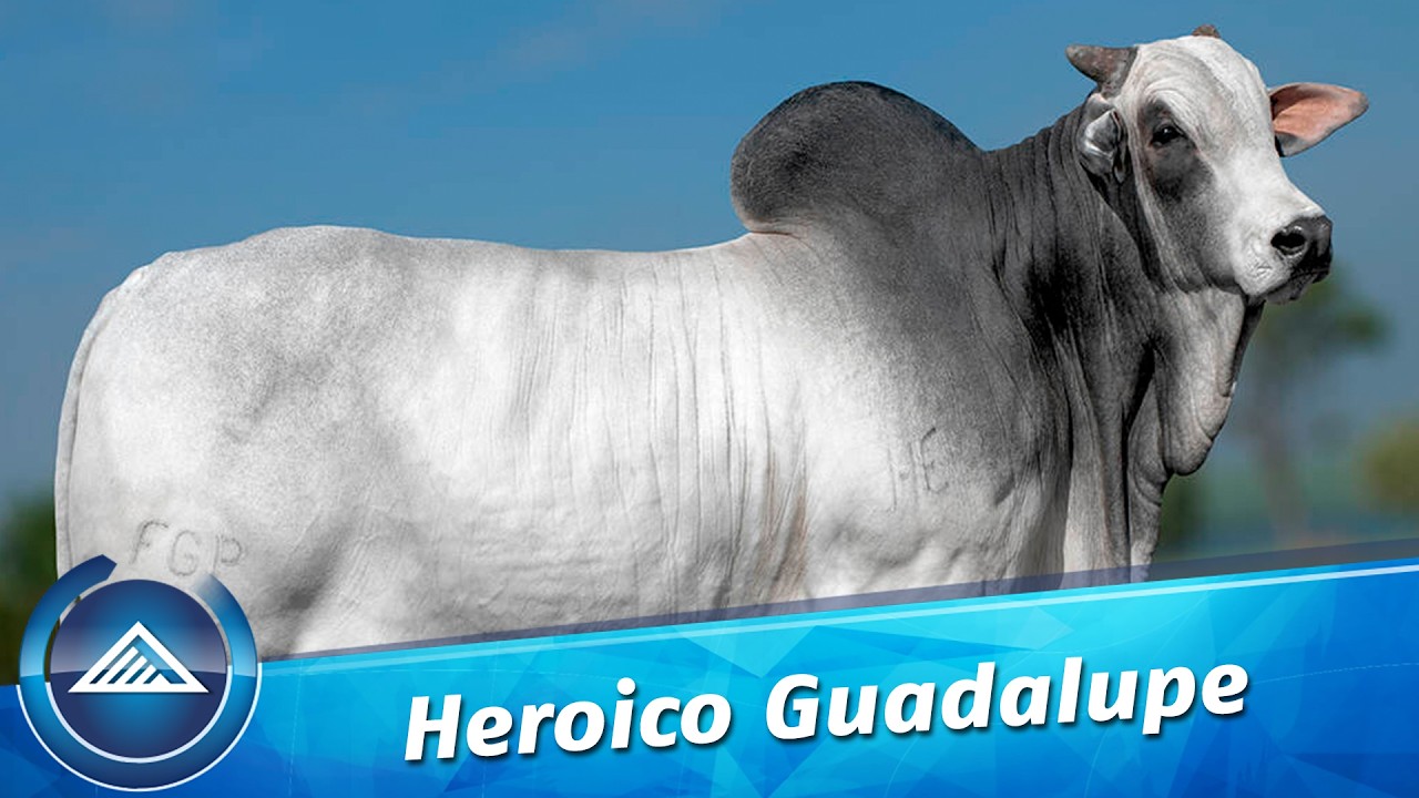 Heroico da Guadaupe