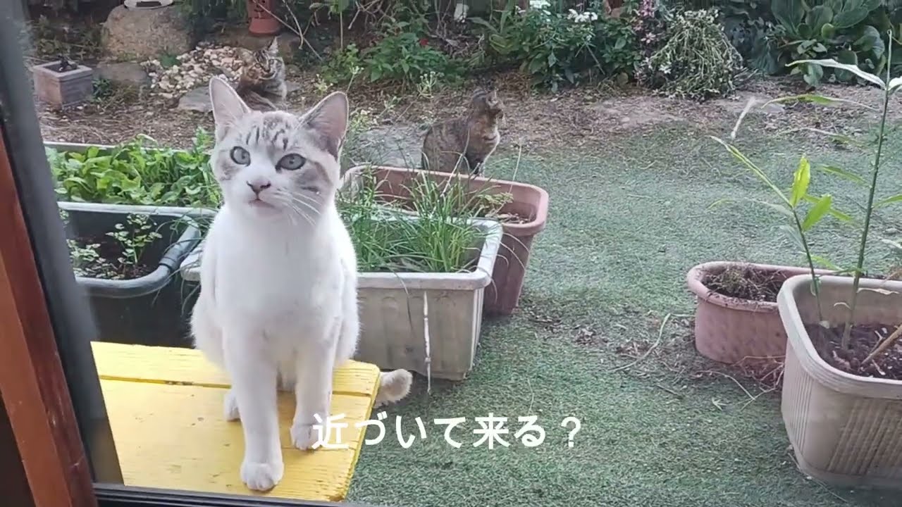 20251103 日々編　野良猫モフの3兄妹