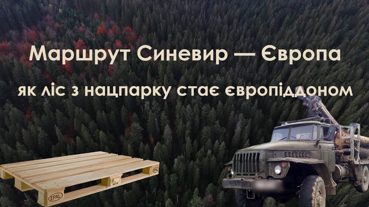 За маршрутом Синевир - Європа. Як ліс з нацпарку «Синевир» стає європіддоном