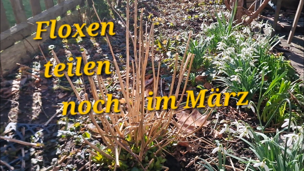Floxen teilen/aus T's Gartenwelt