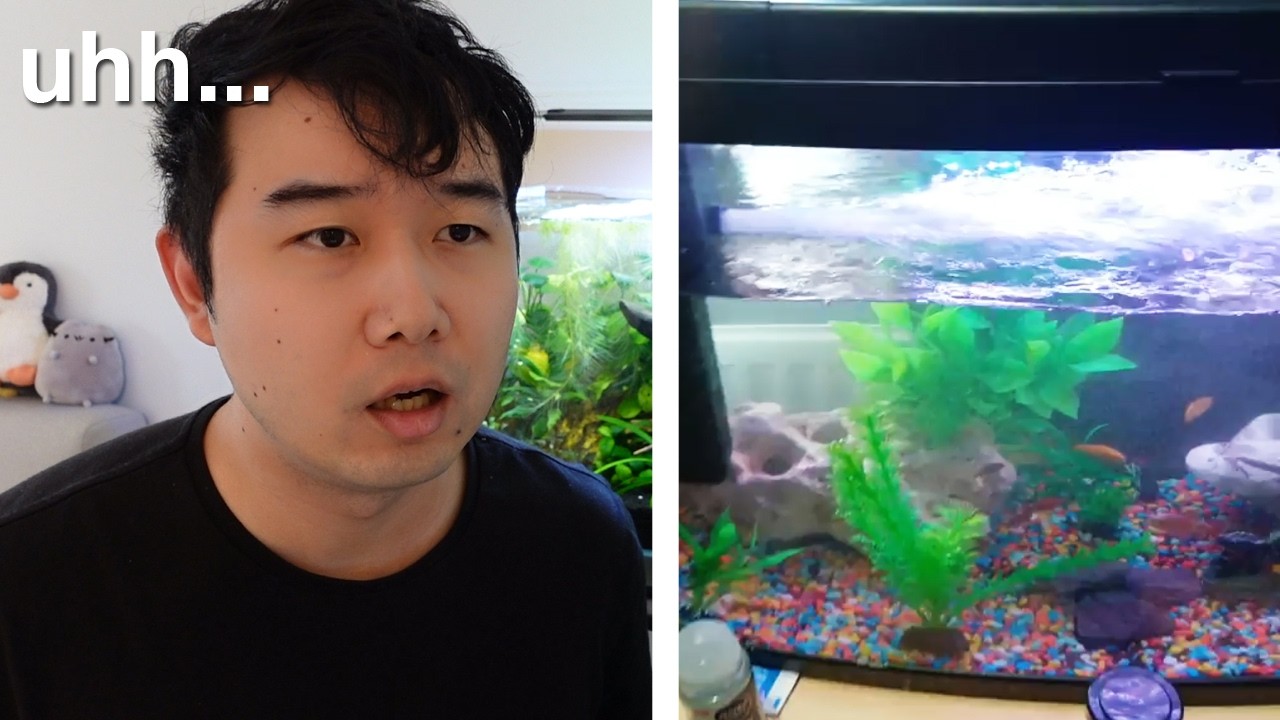 is my filter too strong? | Fish Tank Review 286