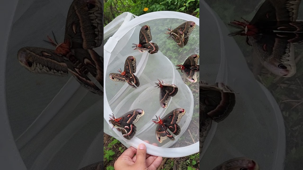 Admiring my robin moths: Hyalophora cecropia