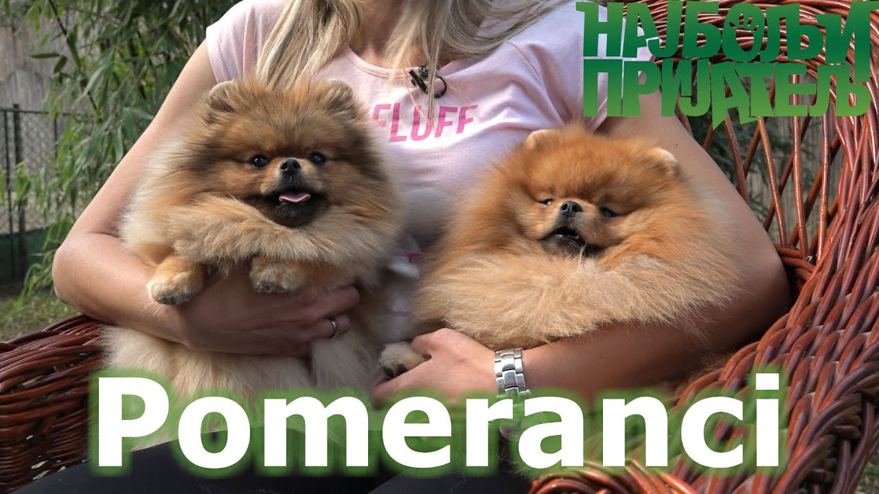 Pomeranci