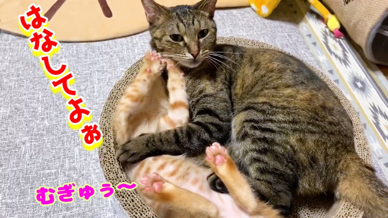 子猫が近づくと柴犬とお姉ちゃん猫は休むことを許されません♥