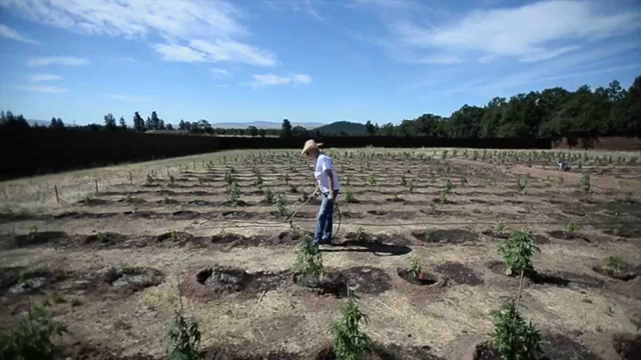Growing Pot