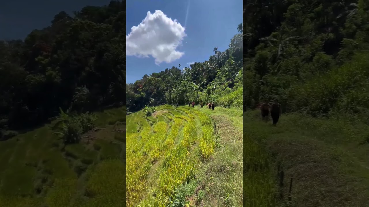 Beautiful Day for Trekking #srilanka #travel #kandy #trekking #hiking #camping #kandyan #walking