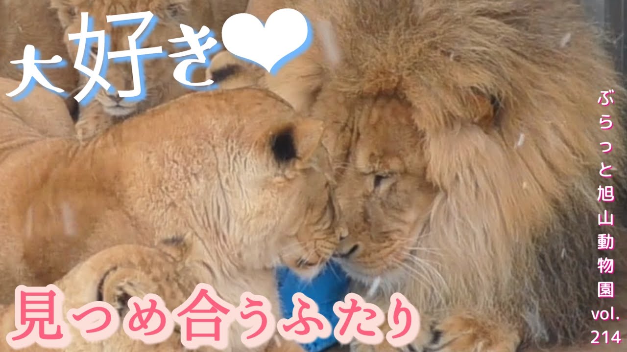 数センチの距離に戸惑う新婚夫婦のオリトとイオ。ズキュン！ライオン家族vol214@旭山動物園/lion couple heart is thrilled by approaching distance