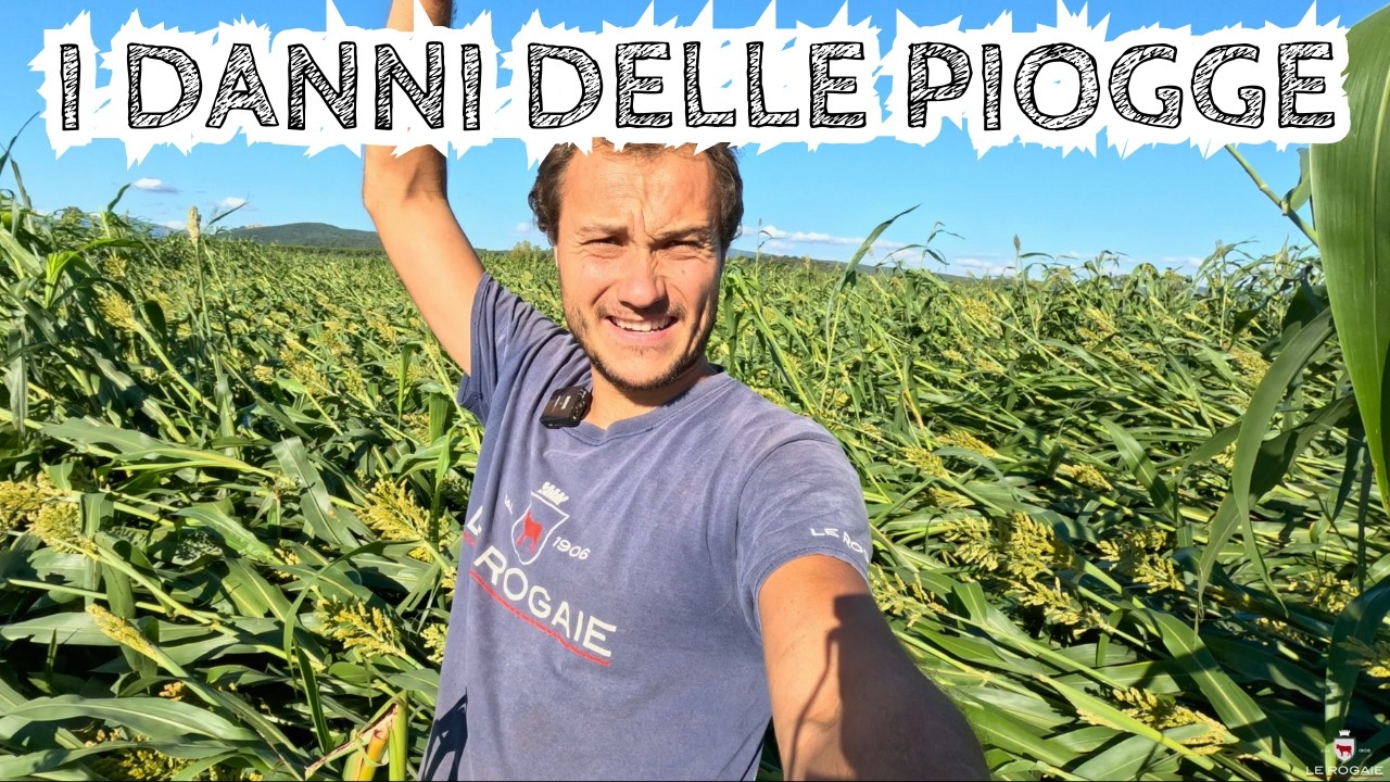 UN ANNO DI LAVORO BUTTATO?