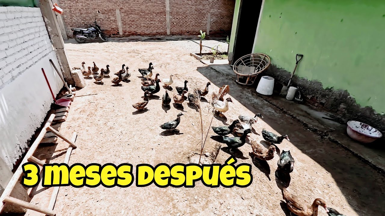 COMO ES UN DÍA CRIANDO PATOS