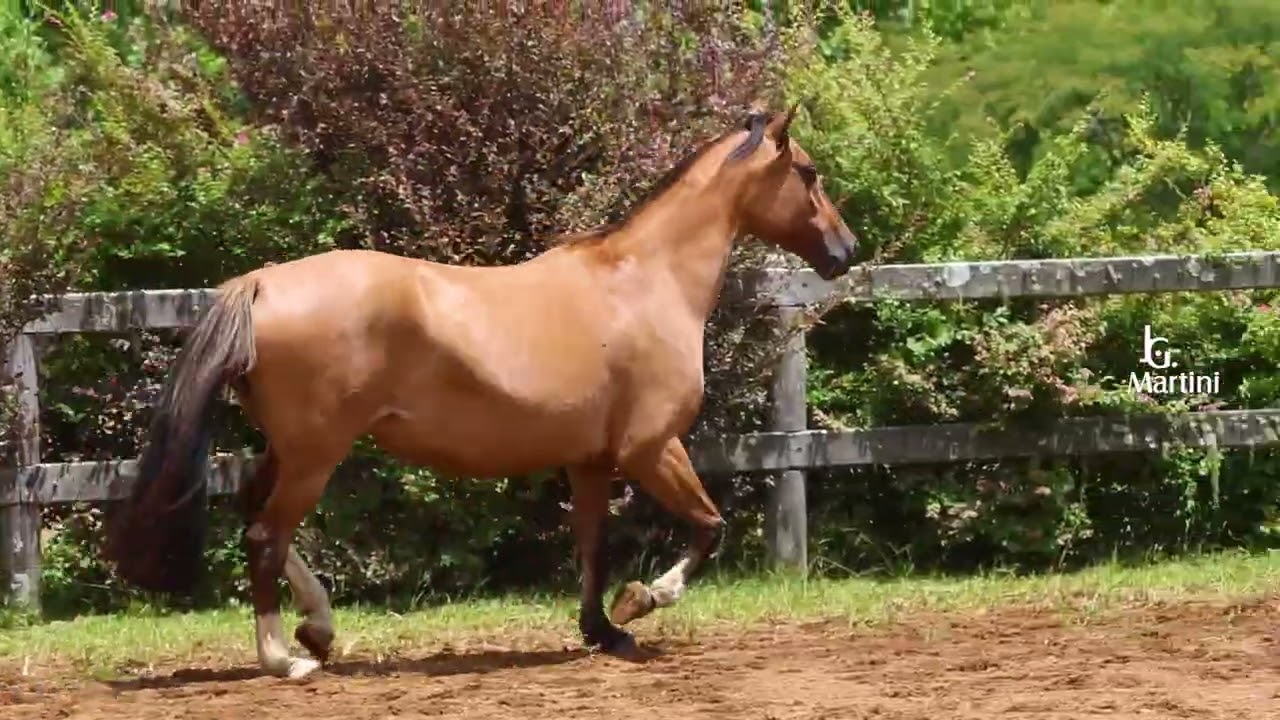 ХАНТЕРС ПЕЛУСА