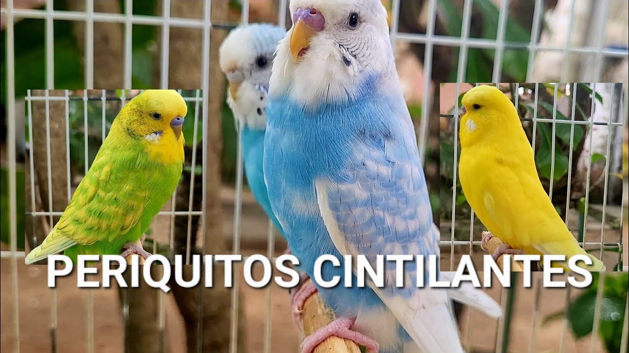 Formando casais de periquitos da mutação Cintilante
