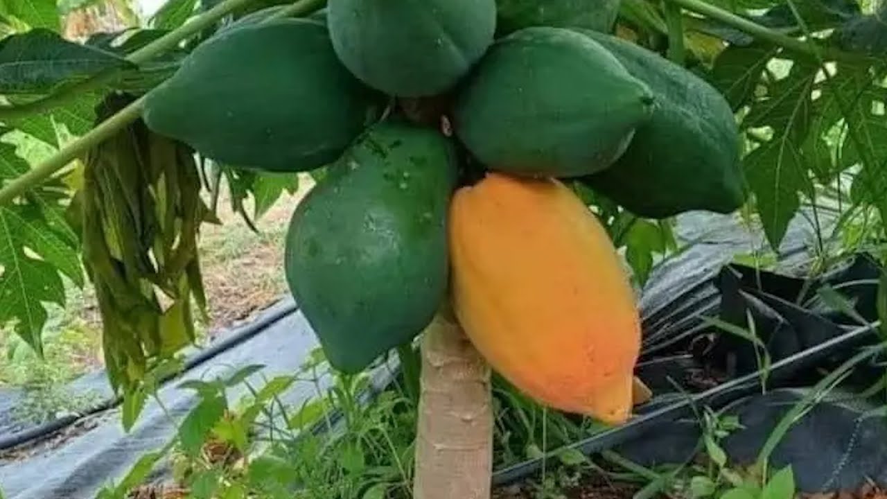 Como injertar papayas o lechozas para que sean enanas y den mucho fruto