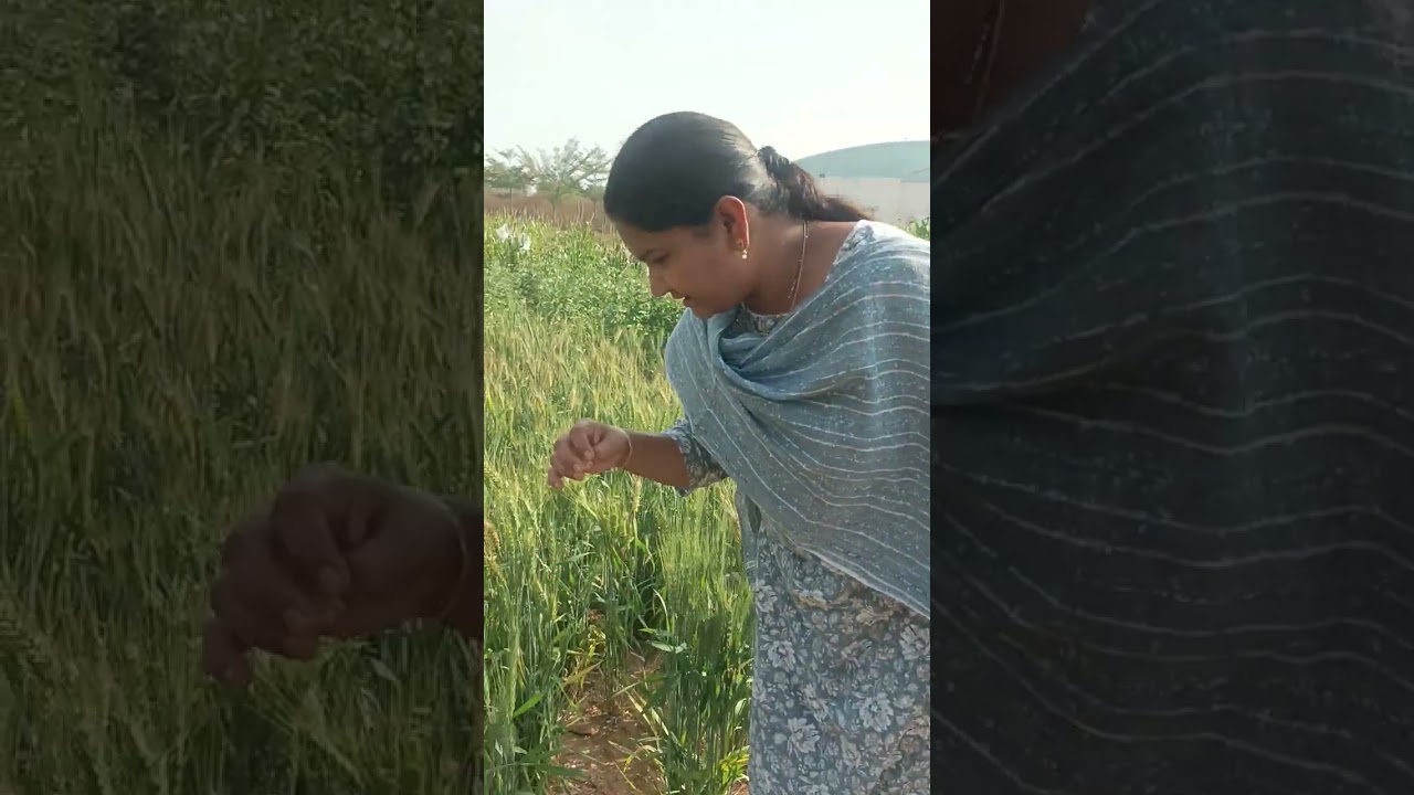 Crop cafeteria #Anurag university #crop production #agriculture#agri